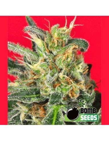 BOMB SEEDS - Cheese Bomb - 1