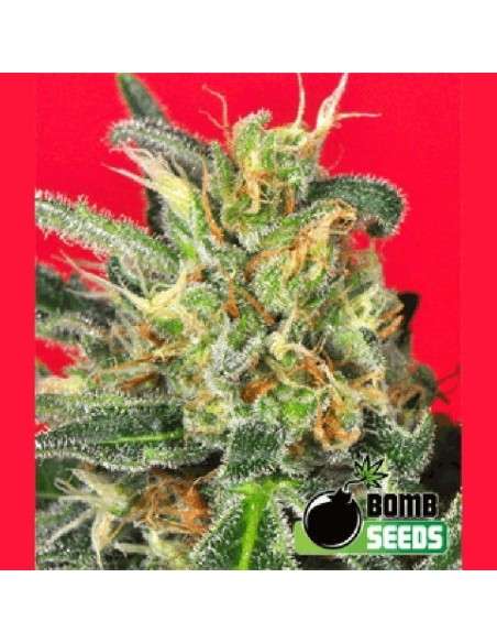 BOMB SEEDS - Cheese Bomb - 1