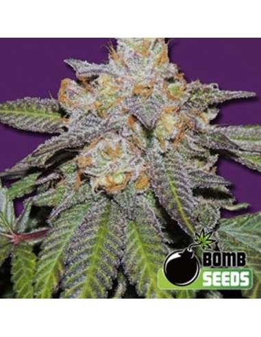 BOMB SEEDS - Cherry Bomb Auto - 1