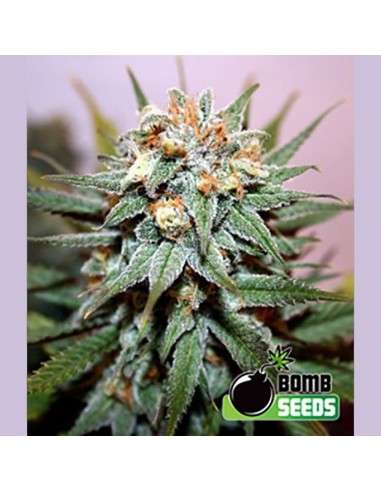BOMB SEEDS - Hash Bomb - 1