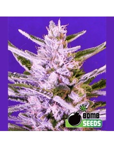 BOMB SEEDS - Ice Bomb - 1