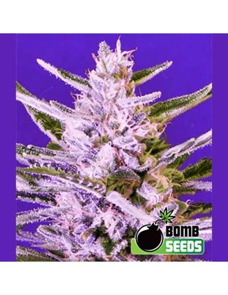 BOMB SEEDS - Ice Bomb - 1