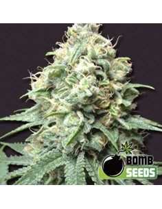 BOMB SEEDS - Kush Bomb - 1