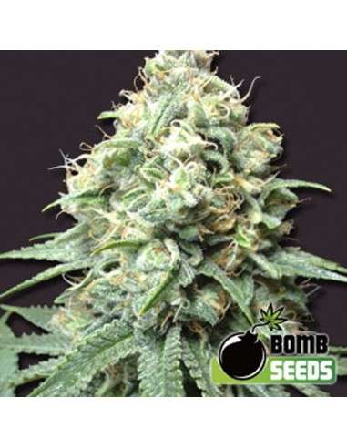 BOMB SEEDS - Kush Bomb - 1
