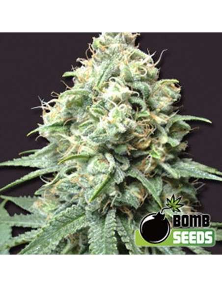 BOMB SEEDS - Kush Bomb - 1