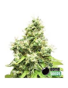 BOMB SEEDS - Medi Bomb 1 - 1