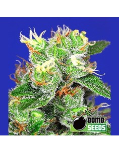 BOMB SEEDS - Medi Bomb 2 - 1