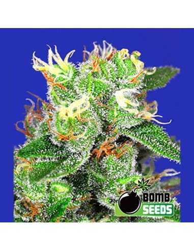BOMB SEEDS - Medi Bomb 2 - 1