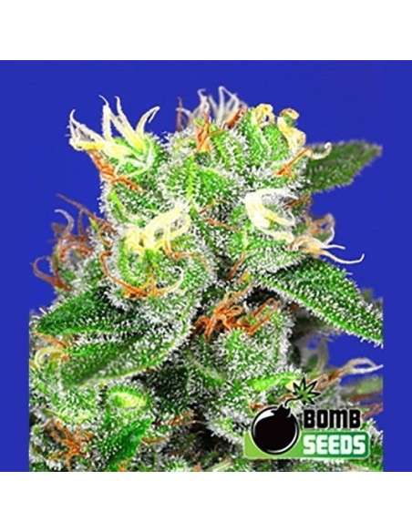 BOMB SEEDS - Medi Bomb 2 - 1
