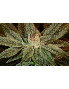 GREEN HOUSE SEEDS - Bubba Kush - 1 2