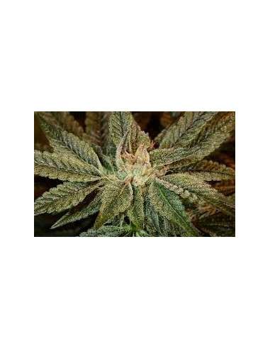 GREEN HOUSE SEEDS - Bubba Kush - 2