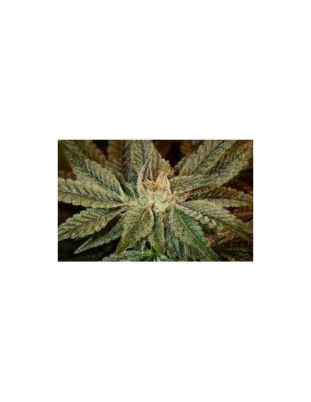 GREEN HOUSE SEEDS - Bubba Kush - 2