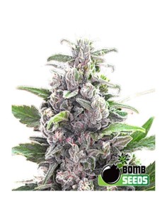 BOMB SEEDS - THC Bomb Auto - 1
