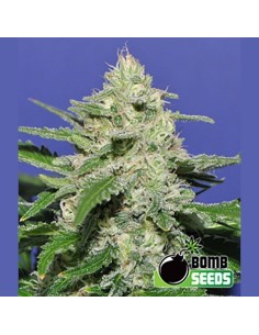 BOMB SEEDS - Widow Bomb - 1