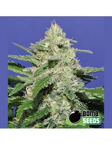 BOMB SEEDS - Widow Bomb - 1