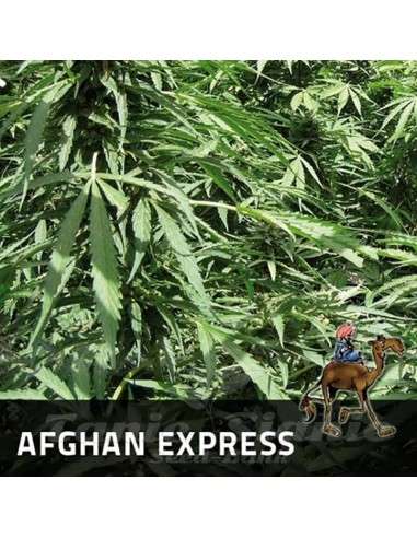 POSITRONICS - Afghan Express - 1