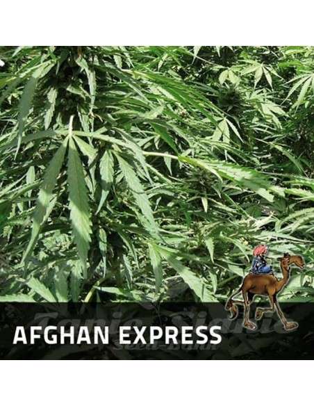 POSITRONICS - Afghan Express - 1