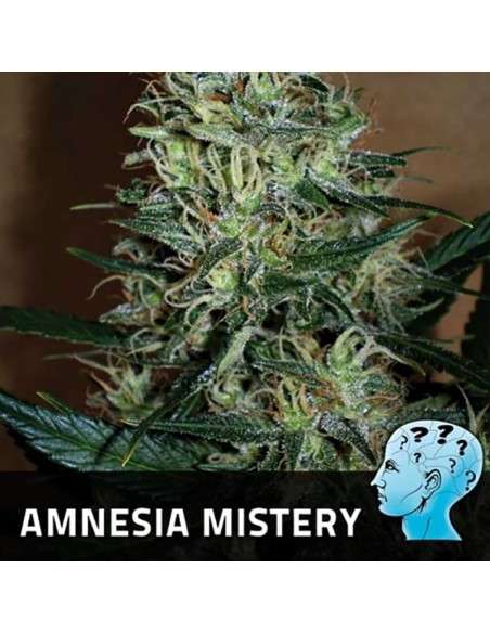 POSITRONICS - Amnesia Mistery - 1