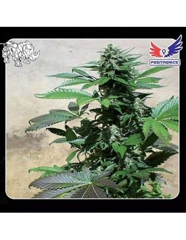 POSITRONICS - Blue Rhino - 1