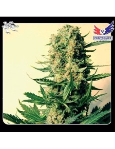 POSITRONICS - Critical 47 - 1
