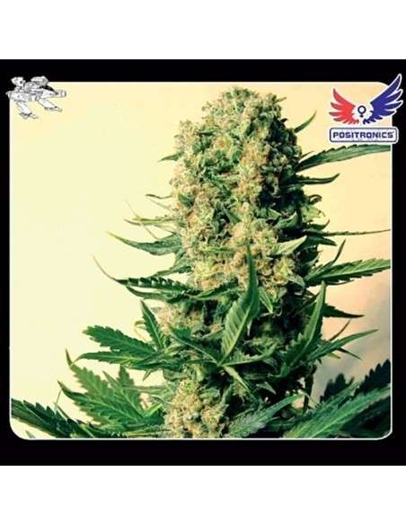 POSITRONICS - Critical 47 - 1