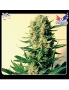 POSITRONICS - Critical 47 - 1