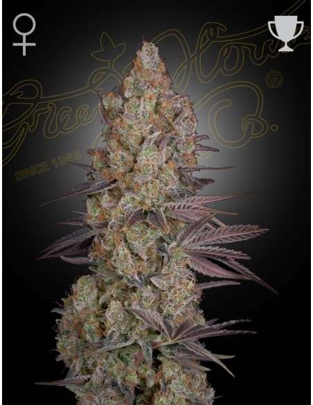 GREEN HOUSE SEEDS - Exodus Cheese - 1