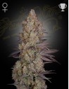 GREEN HOUSE SEEDS - Exodus Cheese - 1