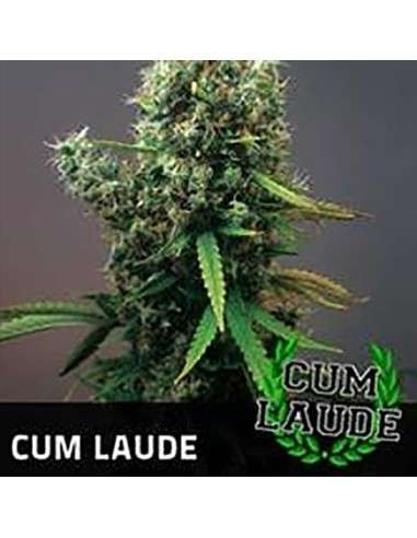 POSITRONICS - Cum Laude - 1