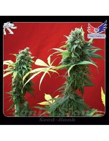 POSITRONICS - Jack Diesel - 1