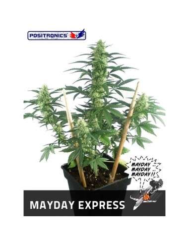 POSITRONICS - May Day Express - 1