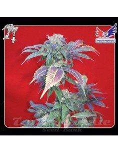 POSITRONICS - Purple Haze - 1