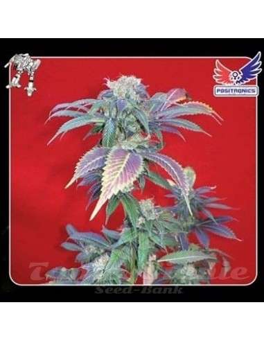 POSITRONICS - Purple Haze - 1