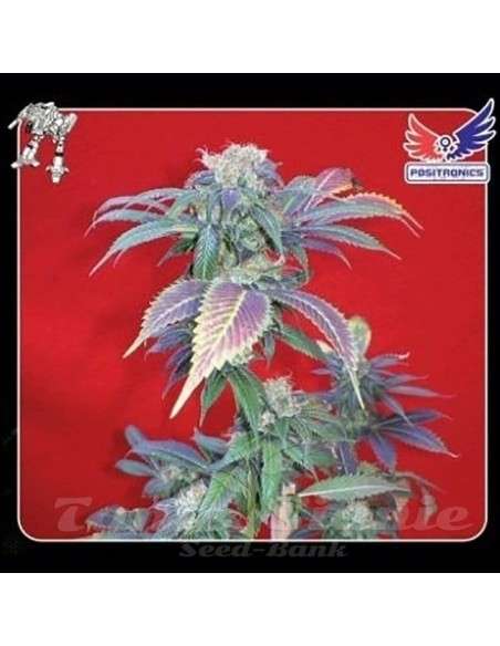 POSITRONICS - Purple Haze - 1