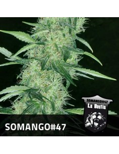 POSITRONICS - Somango 47 - 1