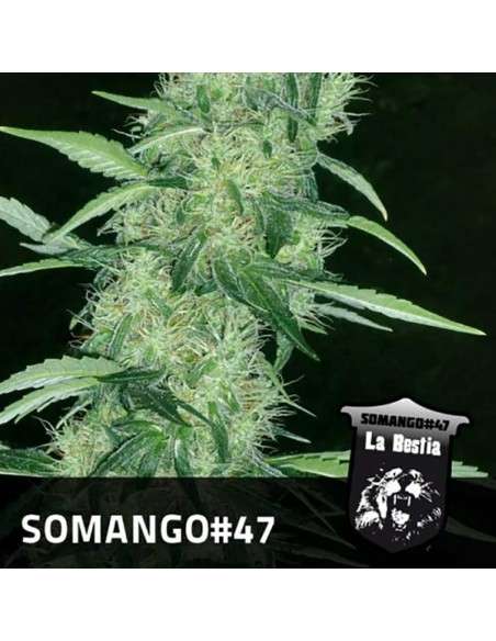 POSITRONICS - Somango 47 - 1