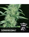 POSITRONICS - Somango 47 - 1
