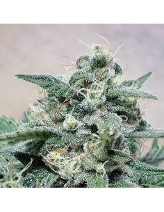 POSITRONICS - Supercheese - 1
