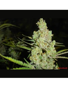 MEDICAL SEEDS - 1024 - 1