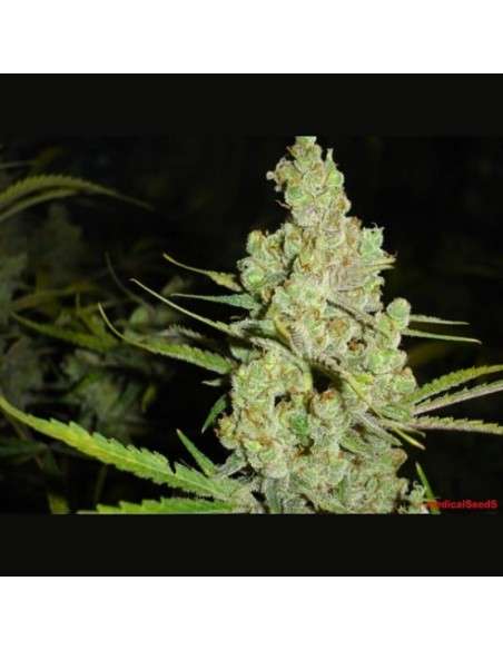 MEDICAL SEEDS - 1024 - 1