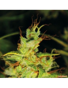 MEDICAL SEEDS - 2046 - 1