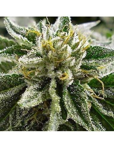 MEDICAL SEEDS - Canadian Kush - 1
