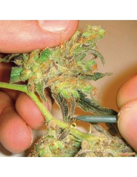 MEDICAL SEEDS - Channel + - 1