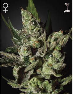 GREEN HOUSE SEEDS - Exodus Cheese - 1 2