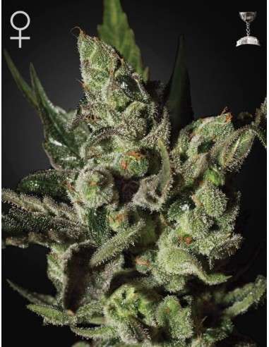 GREEN HOUSE SEEDS - Exodus Cheese - 2