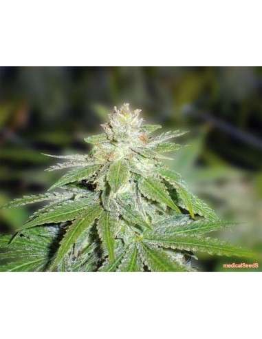 MEDICAL SEEDS - Devil Fruit - 1