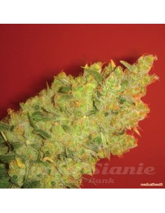 MEDICAL SEEDS - Jack la Mota - 1