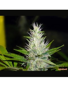 MEDICAL SEEDS - Malakoff - 1