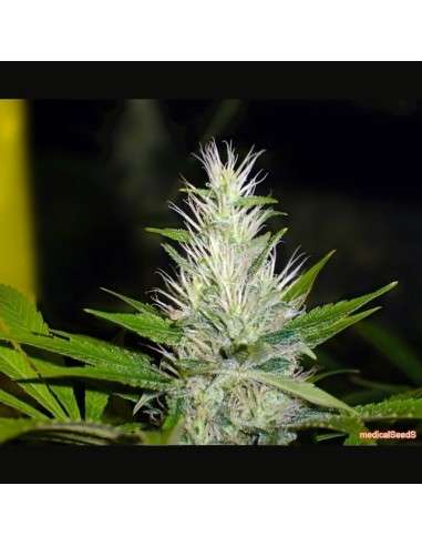 MEDICAL SEEDS - Malakoff - 1