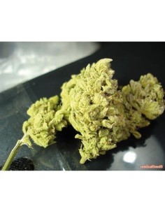 MEDICAL SEEDS - No Name - 1